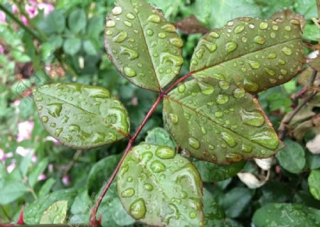 雨中的绿叶图片