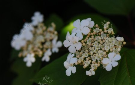野花白色小花花朵图片