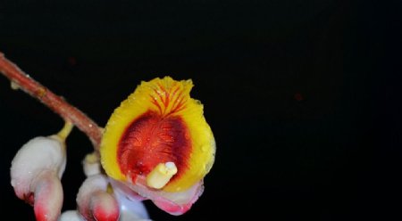 野姜花图片