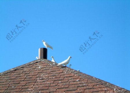 屋頂上的白鴿图片