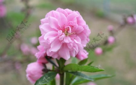 粉色花朵细节高清图图片