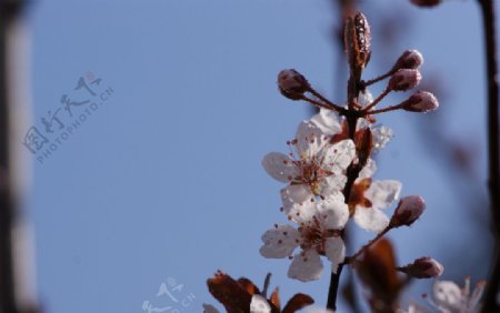 紫叶李高清摄影白色的花图片