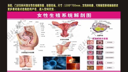 女性生殖系统解剖图图图片