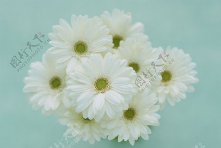 白菊花图片