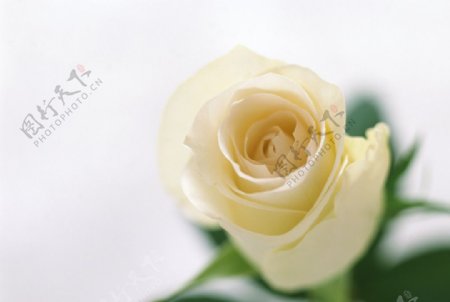 淡雅白玫瑰图片