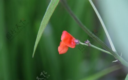 红豆花图片