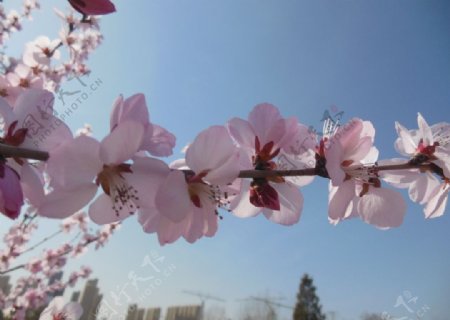 粉白色樱花图片