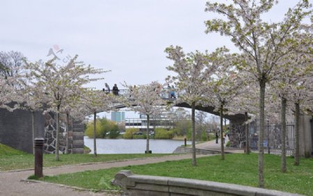 Copenhagen哥本哈根的樱花树图片