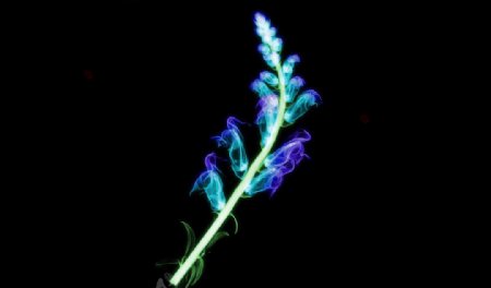X光下的植物图片