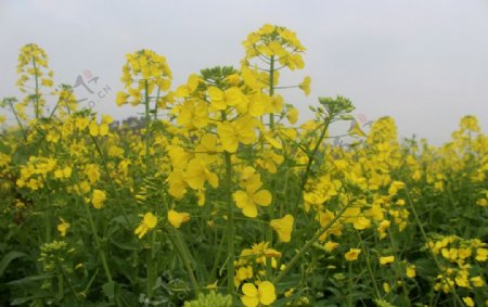 油菜花开图片