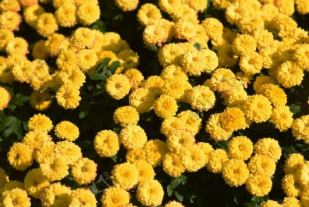 花卉植物摄影图片
