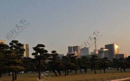 东京大皇宫广场松林图片
