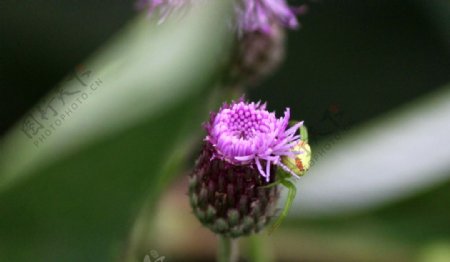 野花蜘蛛图片