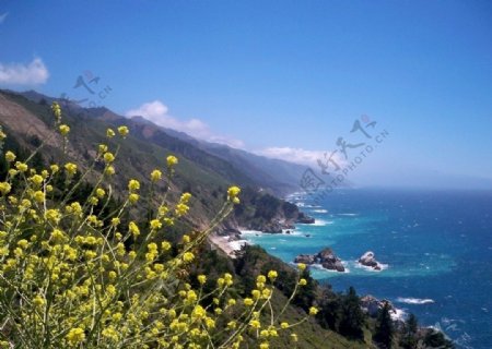 美丽海边星星点点的黄色野花图片