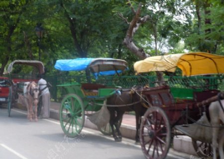 印度马车图片