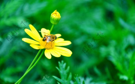 鲜花上的蜜蜂图片