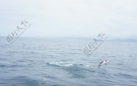 新西兰凯库拉观鲸之旅海豚兴奋一跃图片