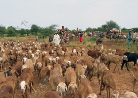 苏丹迁徙的牧民图片