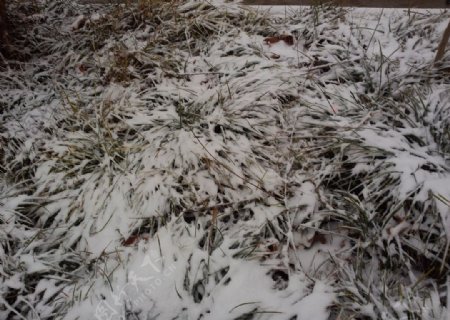 雪地草丛图片