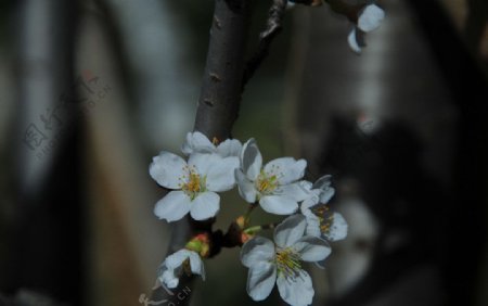 樱花图片