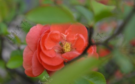 红花绿叶红山茶图片
