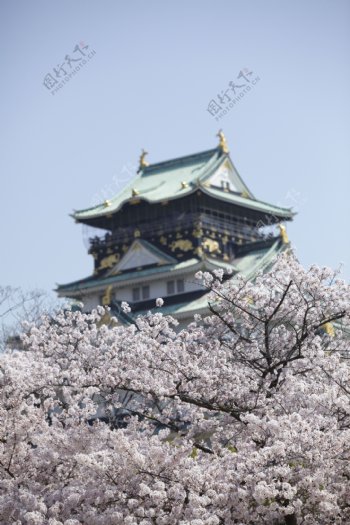 日本古建筑和樱花图片