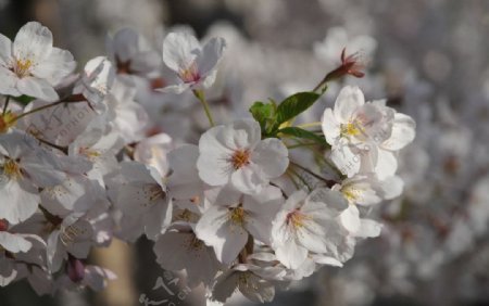 樱花图片