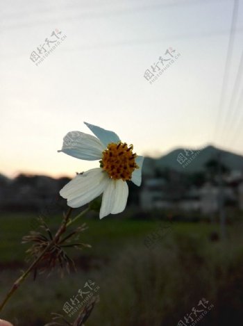 野菊花图片