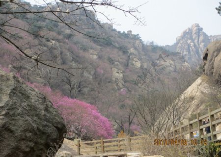 杜鹃花图片