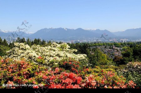 万花丛中的加拿大温哥华城市图片