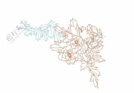 牡丹花矢量图图片