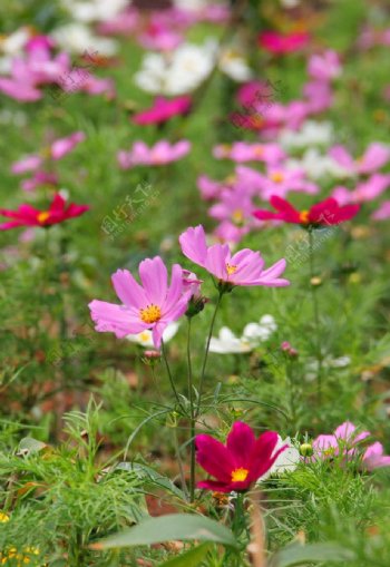 格桑花图片