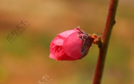 桃花的花蕾图片