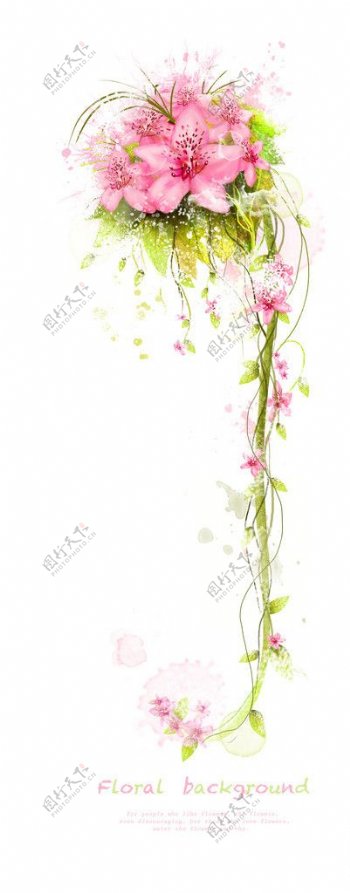 粉红色花卉图片