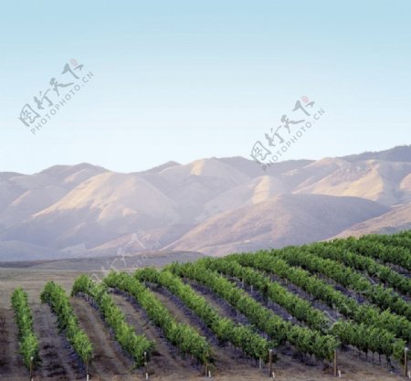 葡萄酒农庄的葡萄树林图片