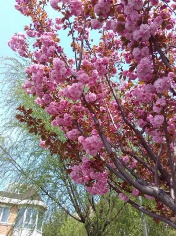 盛开的花树图片