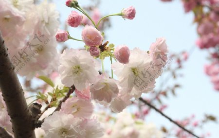 四月公园里的桃花开放图片