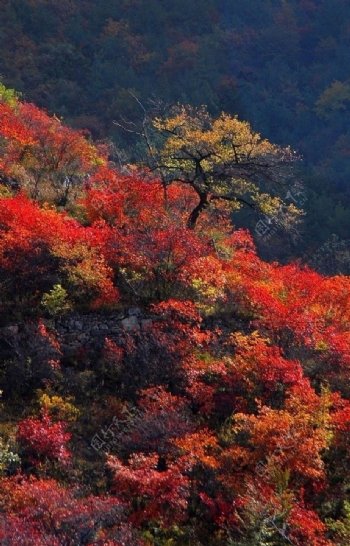 太行山秋色图片