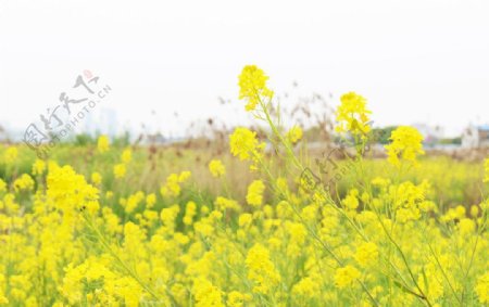 油菜花开图片