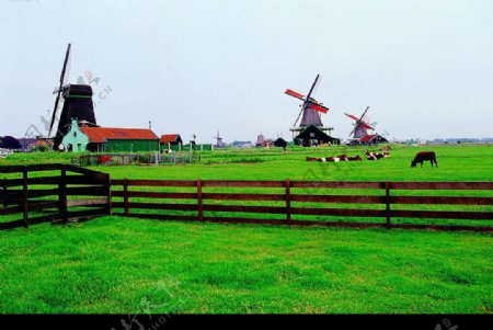 比利时风情牧场图片