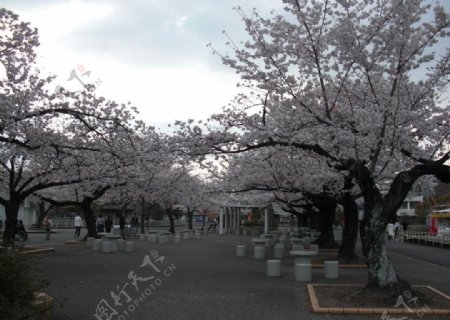 名古屋樱花图片
