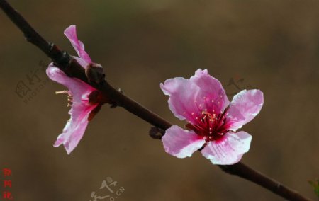 桃花图片