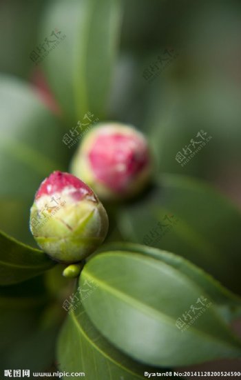 茶花花蕾图片