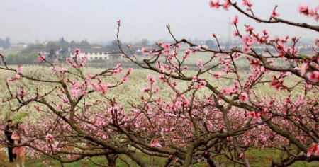 桃花图片