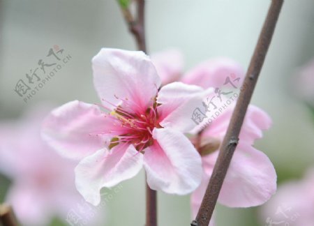 粉色桃花春天图片