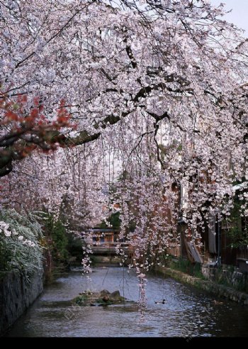 小河邊美麗的櫻花樹图片