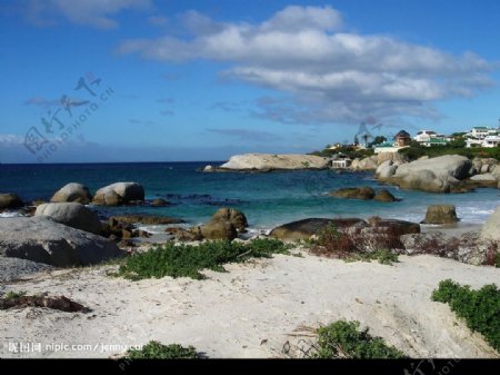 南非企鹅岛图片