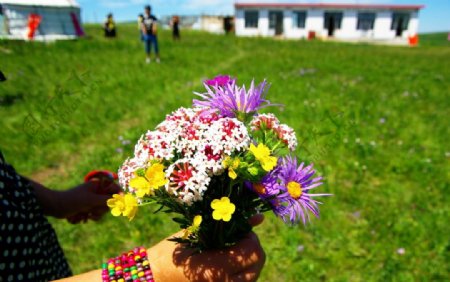 小花野花图片