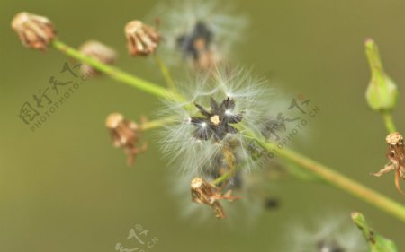 野菊花图片