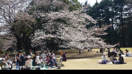 樱花日本图片